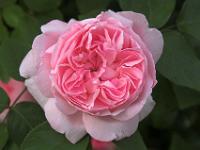 Prachtvolle Rose - Toskana